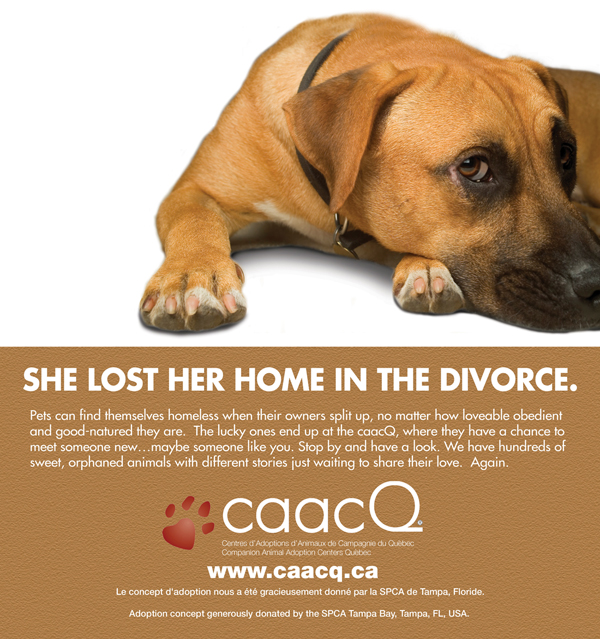 divorced Bienvenue aux caacQ Centres d'adoption